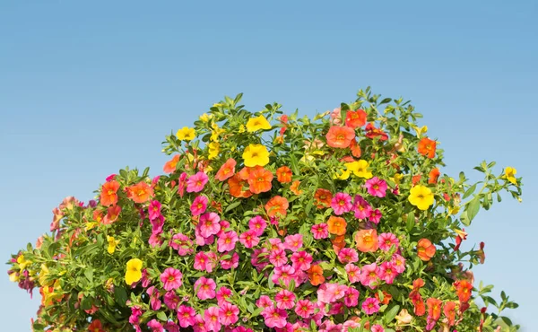 色とりどりの花の Calibrachoa — ストック写真
