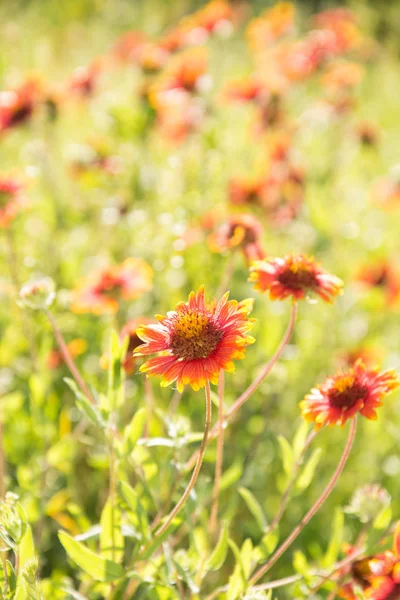 Bright red and yellow wild Blanket Flower — Stock Photo, Image