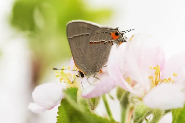 Krásná, malá, šedá Hairstreak motýl opylování jabloňových květů — Stock fotografie