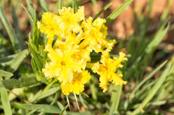 Bright yellow flowers of Fringed Puccoon — Stock Photo, Image