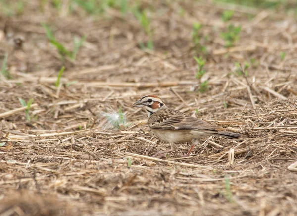 Mooie leeuwerik Sparrow met vet aftekeningen op zijn hoofd — Stockfoto