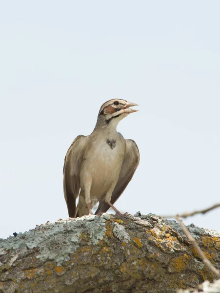 Lark Sparrow sentado em um membro da árvore em um dia quente de verão — Fotografia de Stock