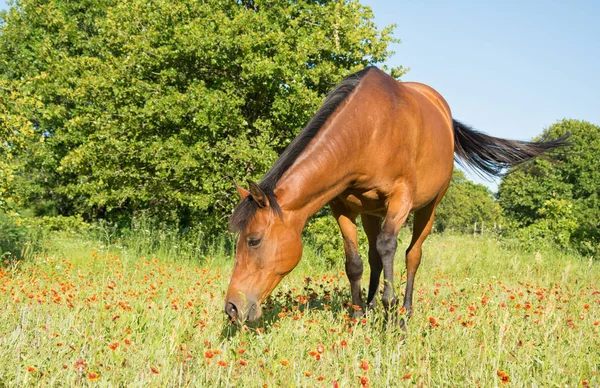 Röd bay häst betande i soliga betesmark — Stockfoto