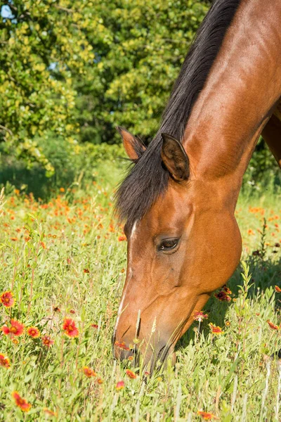 Närbild av ett bay hästhuvud — Stockfoto