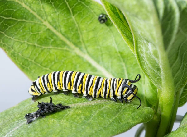 Pihenő után molting uralkodó hernyó — Stock Fotó