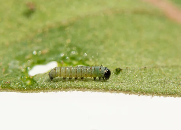 Nowo wyklutych gąsienica monarchy na liść Milkweed — Zdjęcie stockowe