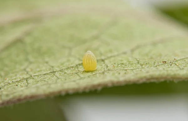 Monarch kelebek yumurta süt kardeş biryaprak bağlı