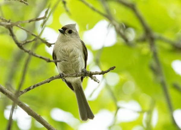 Souris touffue perchée sur une brindille — Photo