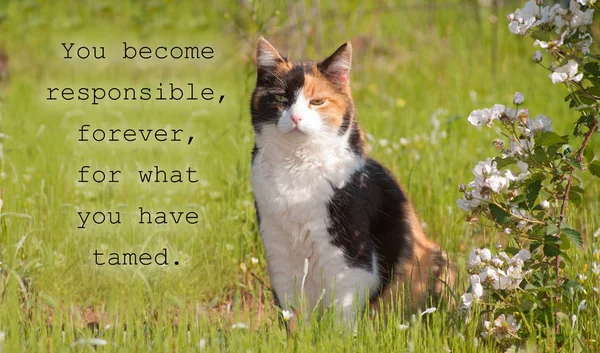 Beautiful calico cat sitting next to white blooms in spring Stock Picture