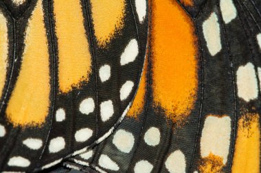 Monarch kelebek kanatları closeup