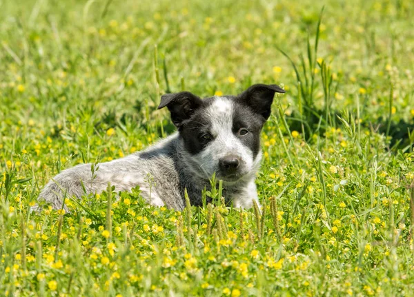 Cachorro jovem Texas Heeler em trevo amarelo, olhando para o espectador — Fotografia de Stock