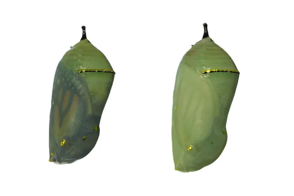 Two monarch butterfly chrysalises with one day difference in development — Stock Photo, Image