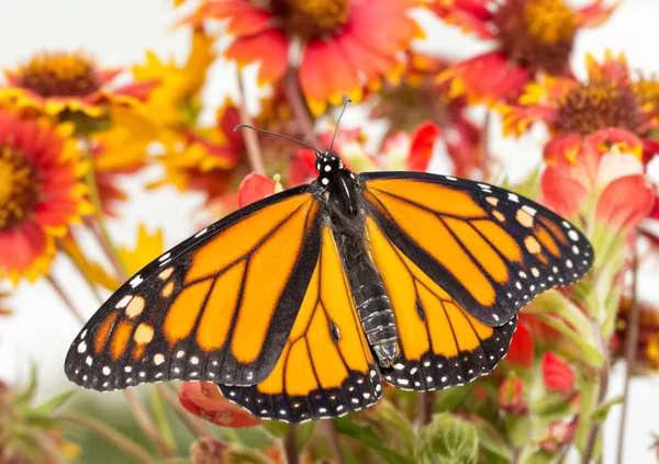 Dorsal view of a male Monarch on bright red flowers — Stock Photo, Image