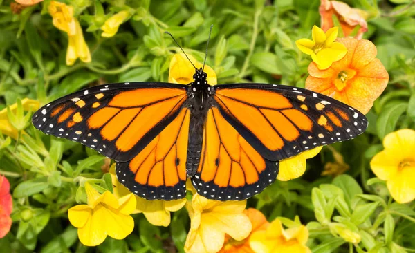 Vue de dessus d'un papillon monarque mâle sur un Calibrachoa jaune vif — Photo