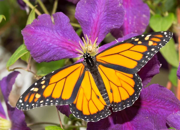 Mariposa monarca macho descansando sobre una flor Clematis púrpura oscura —  Fotos de Stock