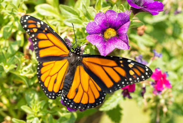 Vista dorsal de una mariposa monarca macho sobre flores púrpuras — Foto de Stock