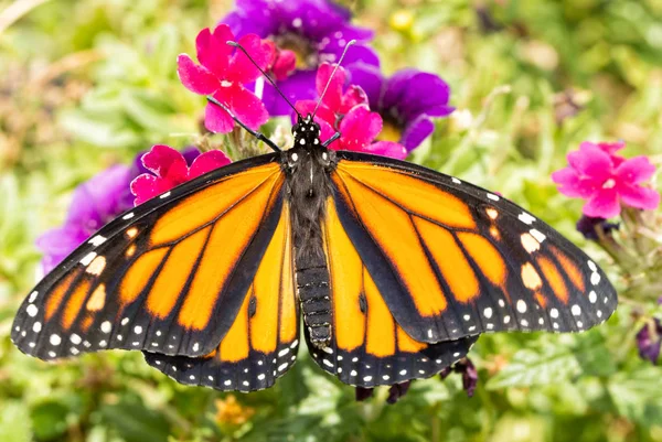 Männlicher Monarchfalter, der sich auf einer magenta verbena Blume ausruht, Rückenansicht — Stockfoto