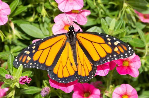 Hermosa mariposa monarca en rosa Calibrachoa florece —  Fotos de Stock