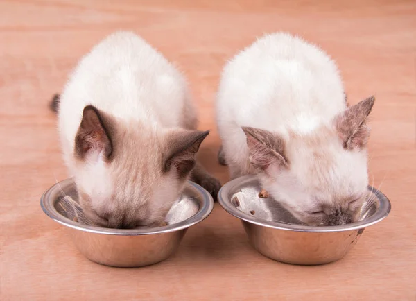 Dois adoráveis gatinhos Simaese comendo de taças de prata — Fotografia de Stock