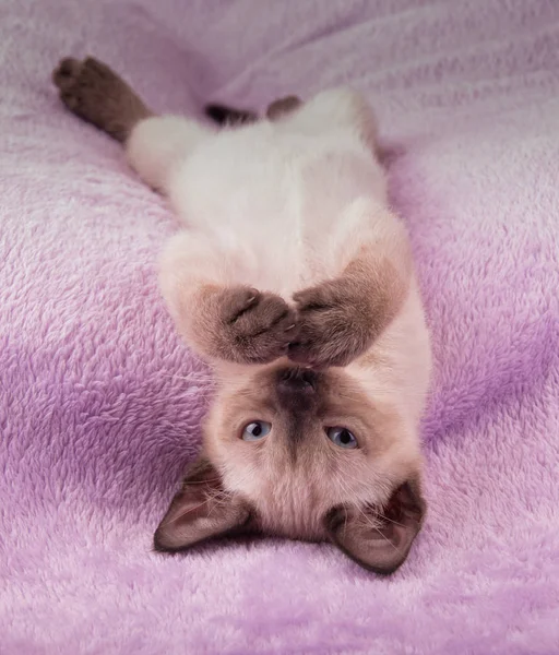 Сіамський кошеня догори ногами на фіолетовій ковдрі, дивлячись на глядача — стокове фото