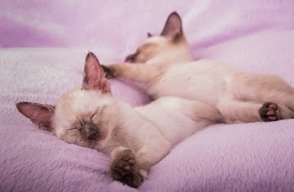 Сіамські Кошенята заснув на світло purple подушка — стокове фото