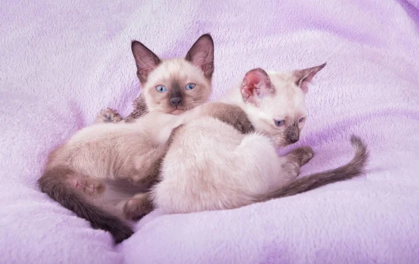 Два молодих сіамські Кошенята відпочиваючи на purple ковдру — стокове фото