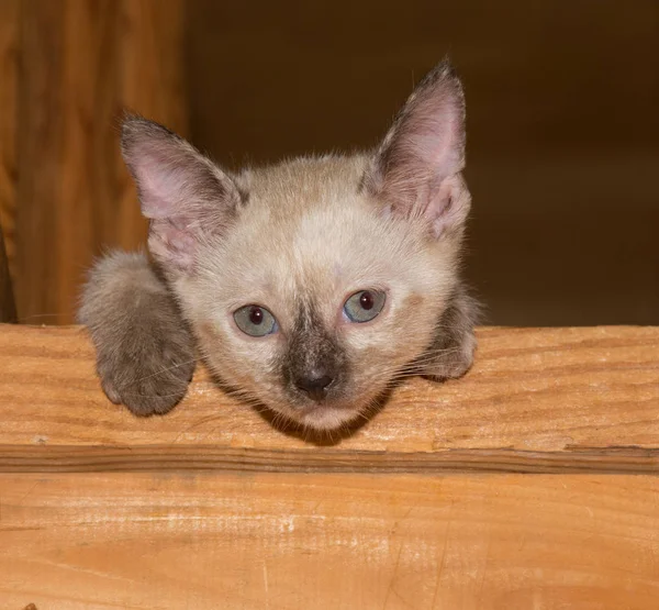 Чарівна точка тортур Сіамський кошеня дивиться на глядача з вершини дерев'яних сходів — стокове фото