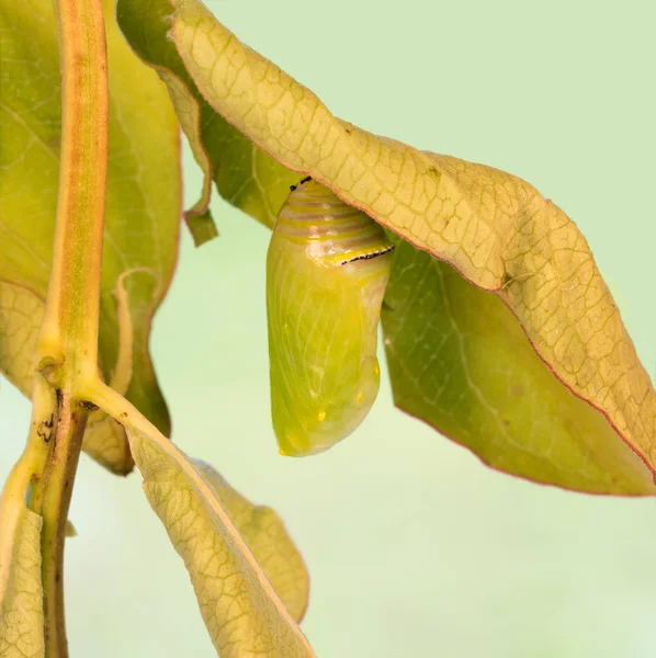 Monarch Butterfly Chrysalis — Zdjęcie stockowe