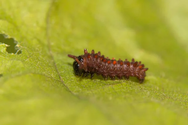 Kis második instar caterpillar Pipevine neve — Stock Fotó