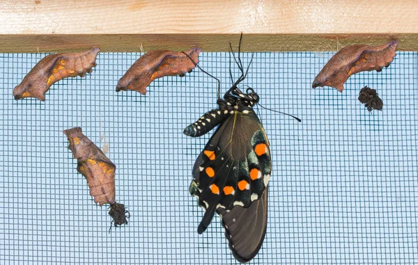 Uma borboleta de rabo de andorinha recém-eclodida pendurada ao lado de quatro crisálidas não eclodidas — Fotografia de Stock