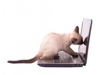 Çikolata noktası Siyam yavru kedi üstünde a laptop perde koklama