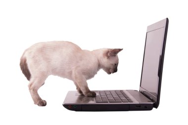 Mousepad üzerinde onun pençeleri ile bir dizüstü bilgisayar ekranına bakarak Siyam kedi yavrusu,