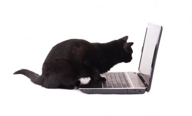 Siyah bir kedi onun paws üstünde belgili tanımlık klavye ile bir dizüstü bilgisayar ekran seyir yan görünüm