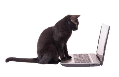 Kara kedi fare altlığı üzerinde onun pençeleri ile bir dizüstü bilgisayar ekranına bakarak