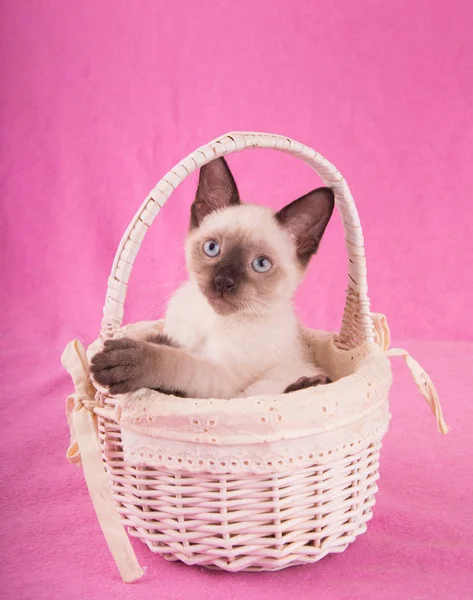 절대적으로 사랑 스러운 샴 고양이 오프 화이트에서 바구니, 조회 — 스톡 사진