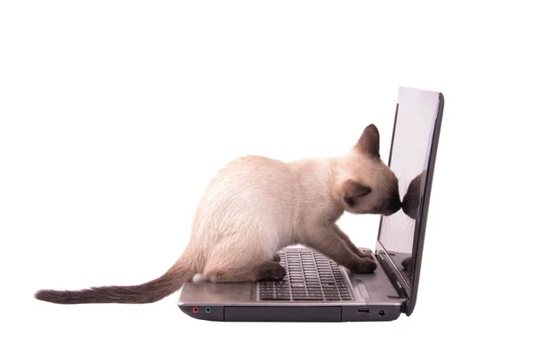 Kotek Syjamski czekolady pkt wąchania na ekranie laptopa — Zdjęcie stockowe
