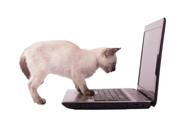 Gatinho siamês olhando para uma tela de laptop com as patas no mousepad , — Fotografia de Stock