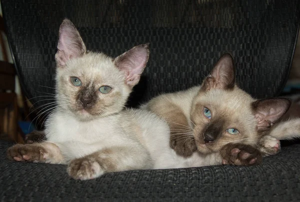 두 귀여운 샴 고양이 휴식 — 스톡 사진