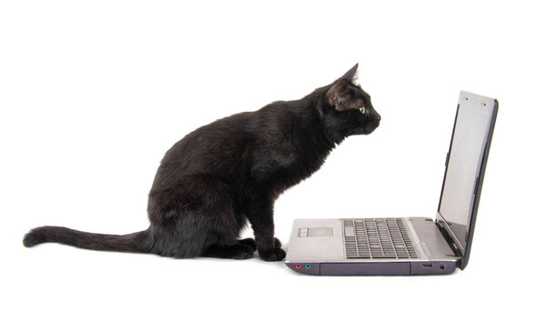 Side view of a curious black cat inspecting a laptop screen