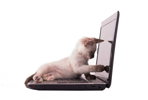 Чарівна сіамська кошеня вказує на екран ноутбука комп'ютера , — стокове фото