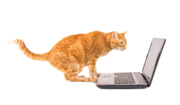Imbir, pręgowany kot wpatrując się w ekran laptopa — Zdjęcie stockowe
