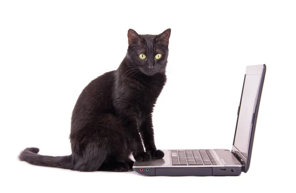 Gato preto com um olhar contemplando em seu rosto sentado com as patas dianteiras em cima de um computador portátil — Fotografia de Stock