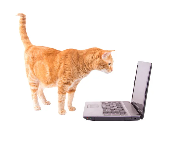 Ginger gato tabby em pé na frente de um computador portátil, olhando para a tela — Fotografia de Stock