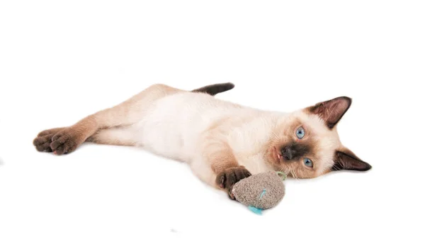 Gatinho siamês adorável segurando um mouse de brinquedo em suas patas Fotos De Bancos De Imagens