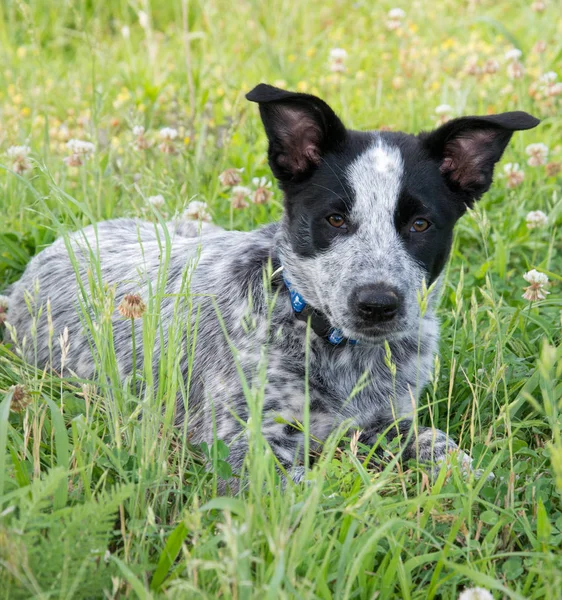Cute Heeler puppy in grass Royalty Free Stock Photos