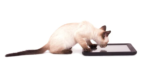 Sidovy av en siames kattunge med tassarna på en tablet PC Stockbild