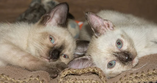 Two adorable Siamese kittens lying down on their sides Royalty Free Stock Images