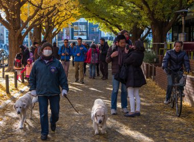 Yöre halkı ve turistlerin ginkgo ağaçları sonbahar renkleri zevk