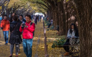 Yöre halkı ve turistlerin ginkgo ağaçları sonbahar renkleri zevk