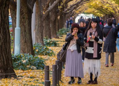 Yöre halkı ve turistlerin ginkgo ağaçları sonbahar renkleri zevk